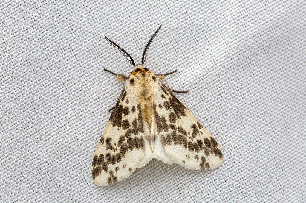 Lemyra maculifascia