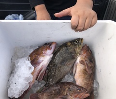 Sebastes auriculatus