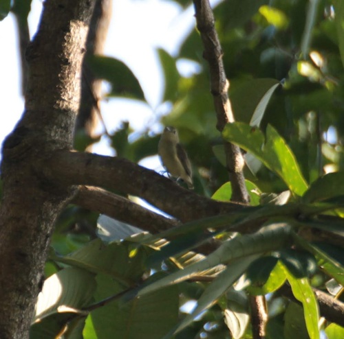 Plain Flowerpecker (Dicaeum minullum), photo 6