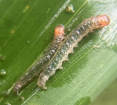 Scalloped Crocidophora Moth photo 4