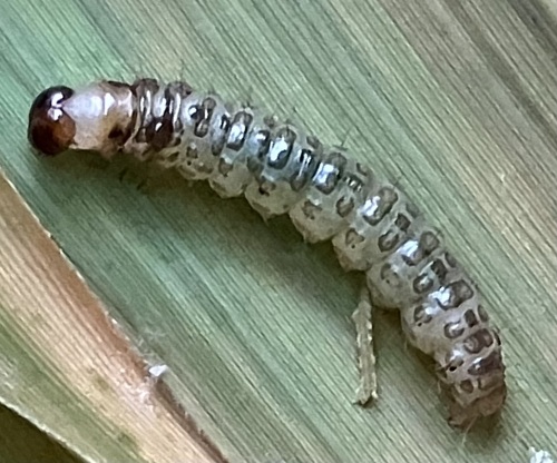 Scalloped Crocidophora Moth photo 2
