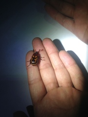 Oryctomorphus bimaculatus