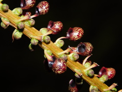 Sarcopera sessiliflora