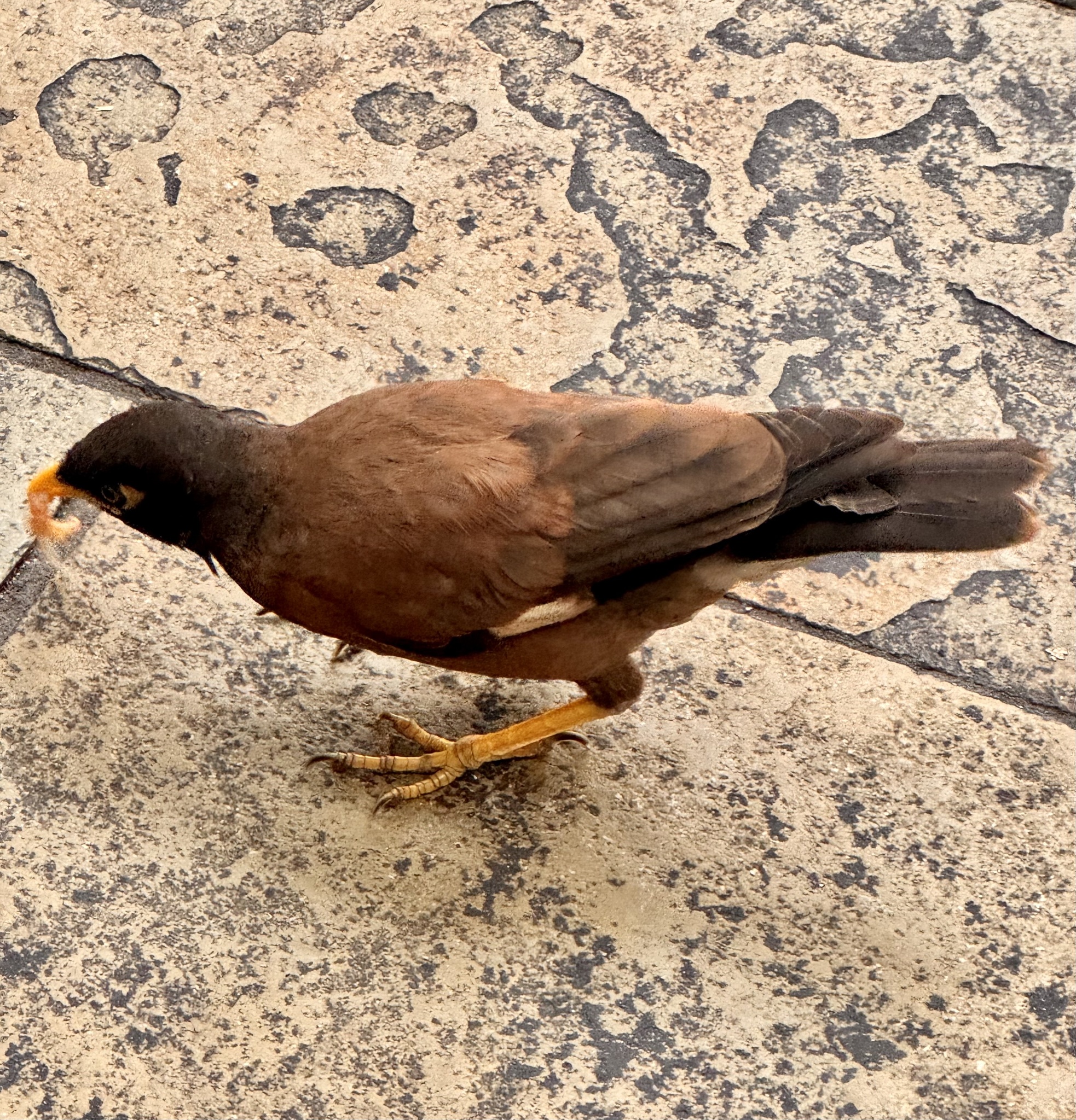 Acridotheres tristis (Linnaeus, 1766)