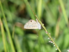 Hemiargus
