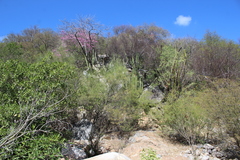 Handroanthus impetiginosus