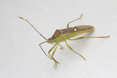 Homoeocerus macula