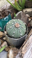 Astrophytum asterias