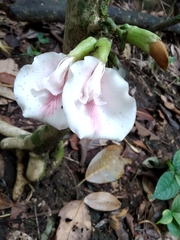 Clitoria javitensis