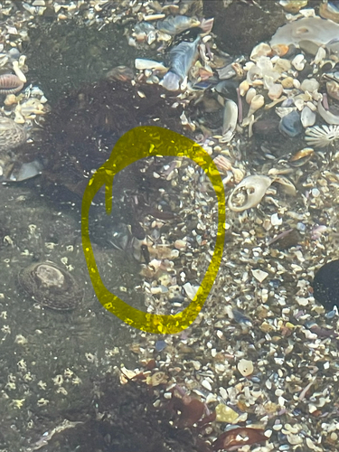 Clinocottus analis