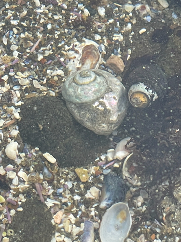 Tegula aureotincta