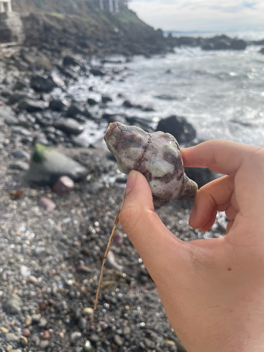 Kelletia kelletii