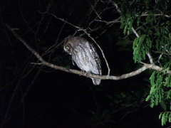 Megascops guatemalae