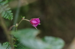 Rubus coriaceus