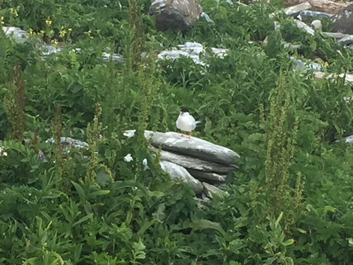 iNaturalist: (c) Linda Woodard, some rights reserved (CC BY-NC), uploaded by Linda Woodard iNaturalist image