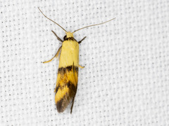 Temnogyropa stenomorpha