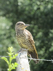 Colaptes pitius