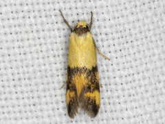 Temnogyropa stenomorpha