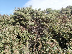 Arctostaphylos morroensis