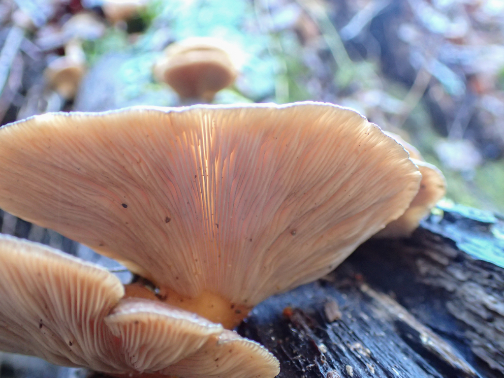 Sarcomyxa serotina · December 2025 · photo: © jweaver22 (iNaturalist, cc-by)
