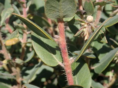 Arctostaphylos morroensis