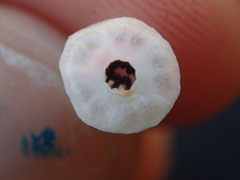 Arctostaphylos morroensis