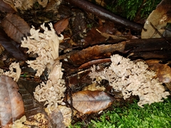 Clavulina cinerea cinerea