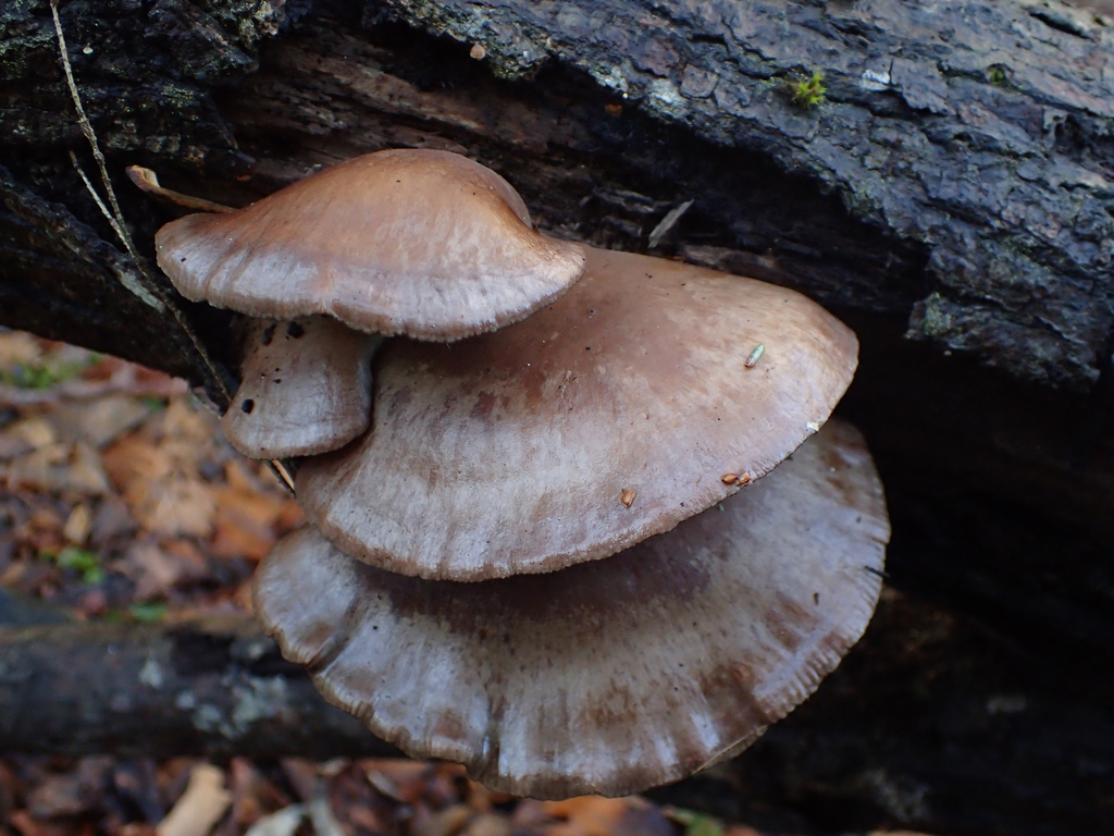 Sarcomyxa serotina · December 2025 · photo: © jweaver22 (iNaturalist, cc-by)