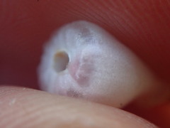 Arctostaphylos morroensis