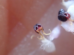 Arctostaphylos morroensis