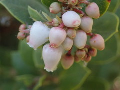 Arctostaphylos morroensis
