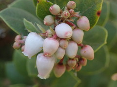 Arctostaphylos morroensis