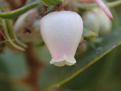 Arctostaphylos morroensis