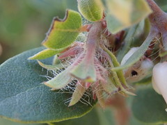 Arctostaphylos morroensis