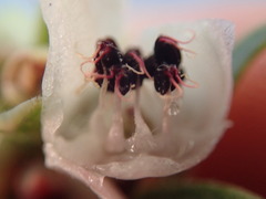 Arctostaphylos morroensis