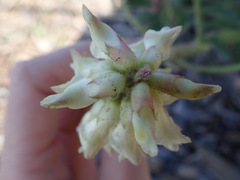 Astragalus nuttallii nuttallii