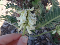 Astragalus nuttallii nuttallii