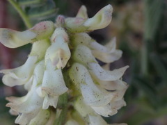 Astragalus nuttallii nuttallii