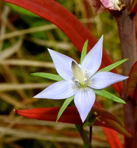 Marsh Felwort (Lomatogonium rotatum)