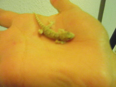 Tarentola mauritanica