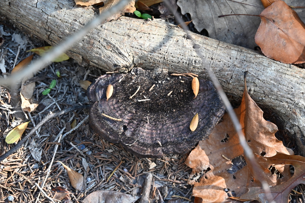 Hexagonia hydnoides · December 2025 · photo: © vince13 (iNaturalist, cc0)