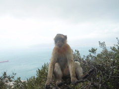 Macaca sylvanus