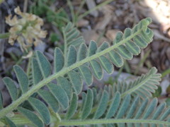 Astragalus nuttallii nuttallii