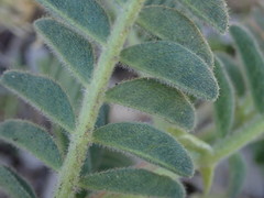 Astragalus nuttallii nuttallii