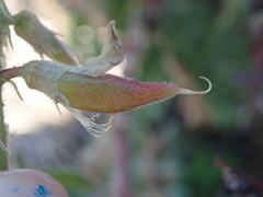 Astragalus nuttallii nuttallii