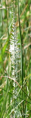 Thelypodium crispum
