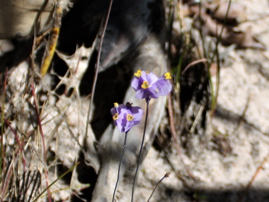 Burmannia juncea