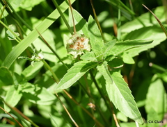 Trifolium cyathiferum