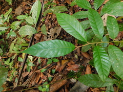 Virola sebifera