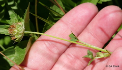 Trifolium cyathiferum